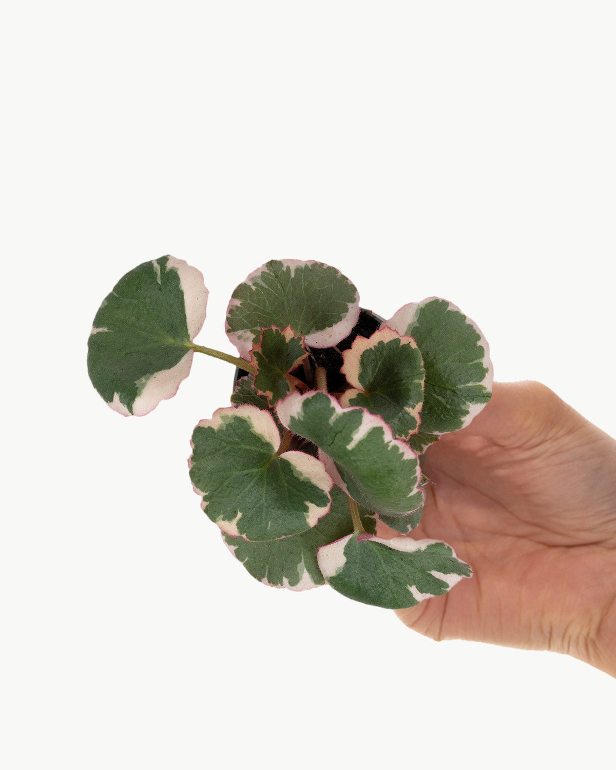 Lil' Strawberry Begonia
