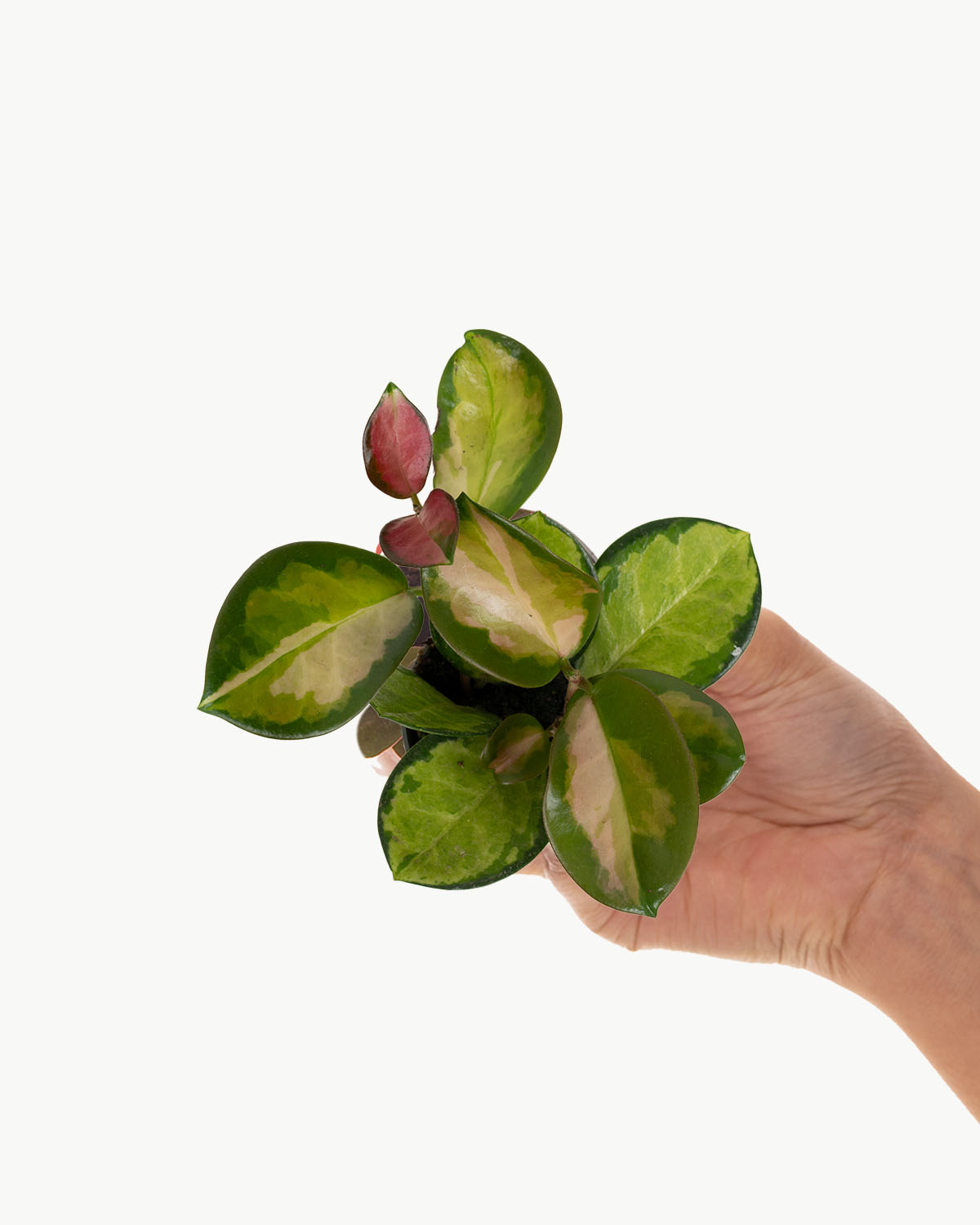 Lil' Tricolour Wax Plant