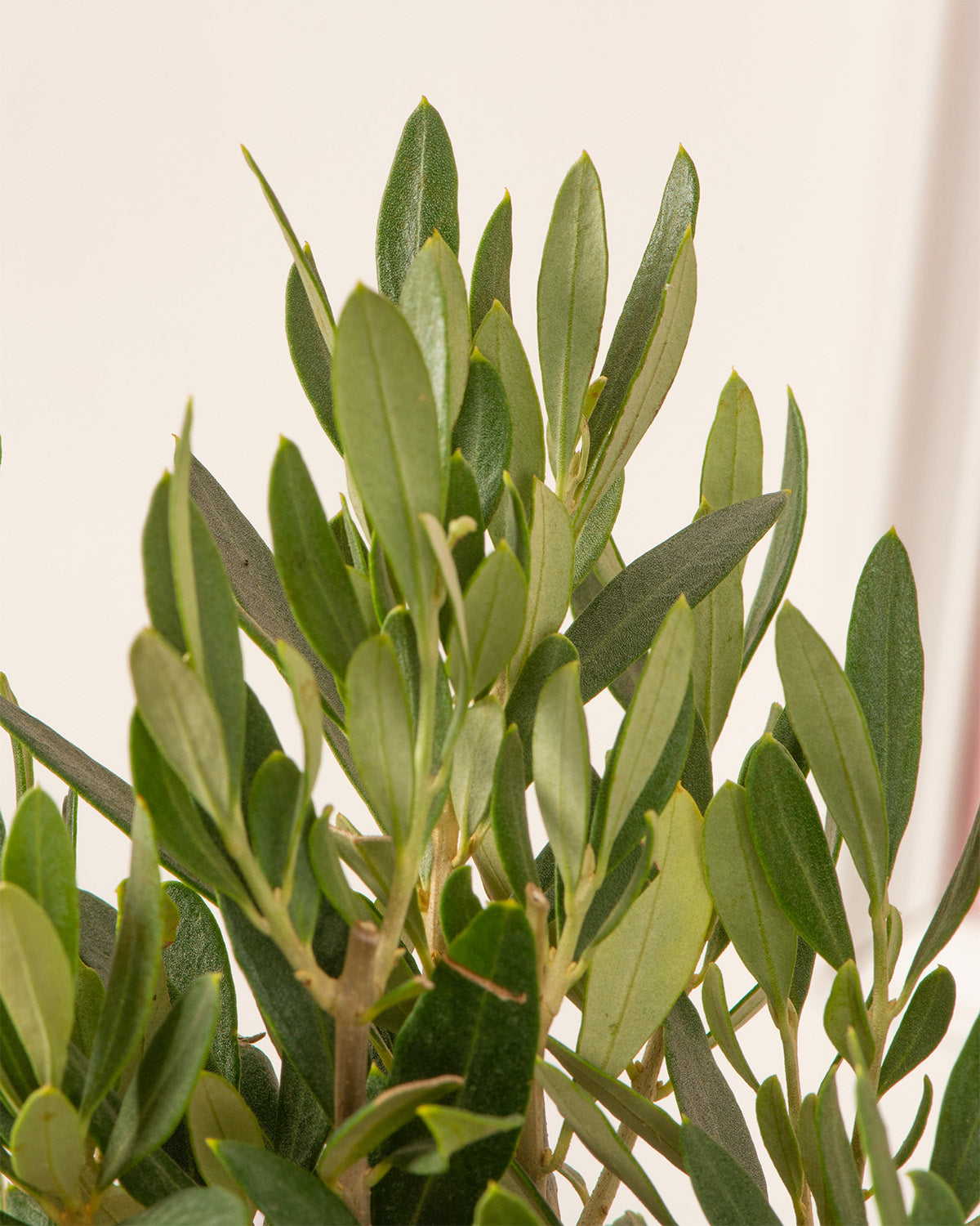 Olive Tree