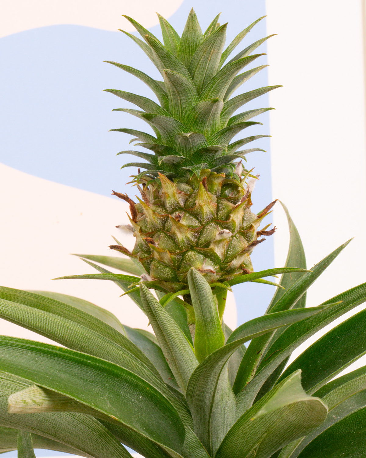 Pineapple Plant