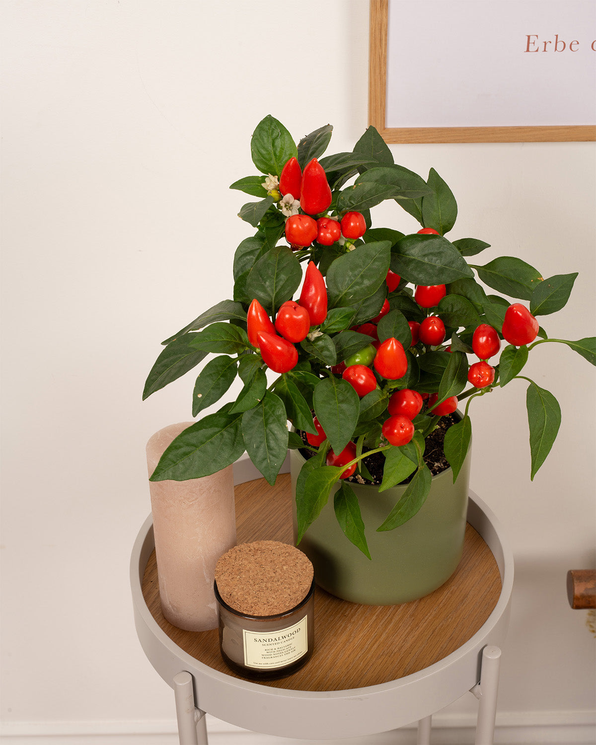 Red Pepper Plant
