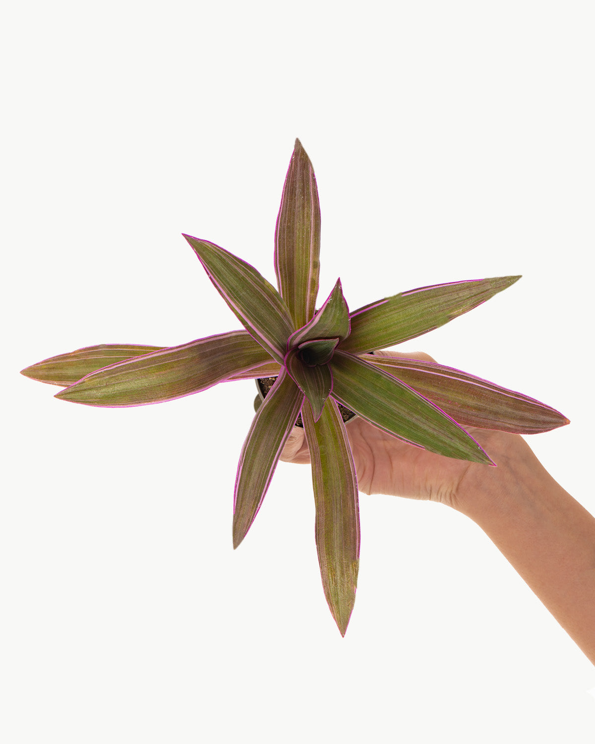 Lil' Oyster Plant