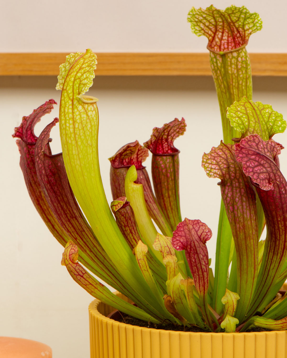 Trumpet Pitcher Plant