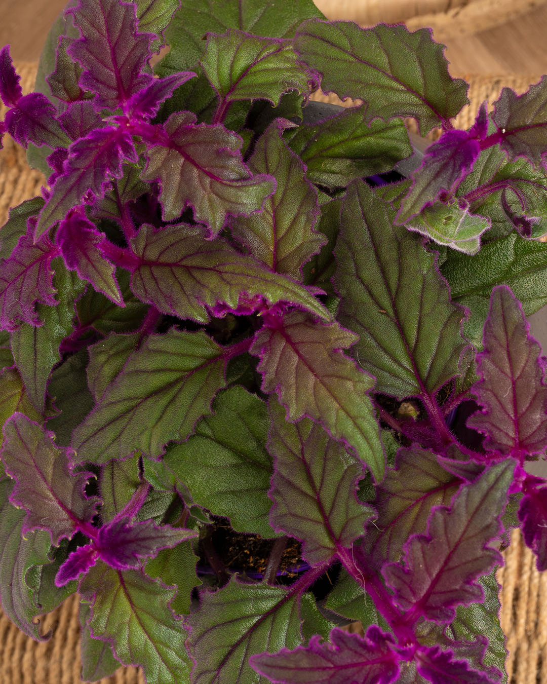 Velvet Plant