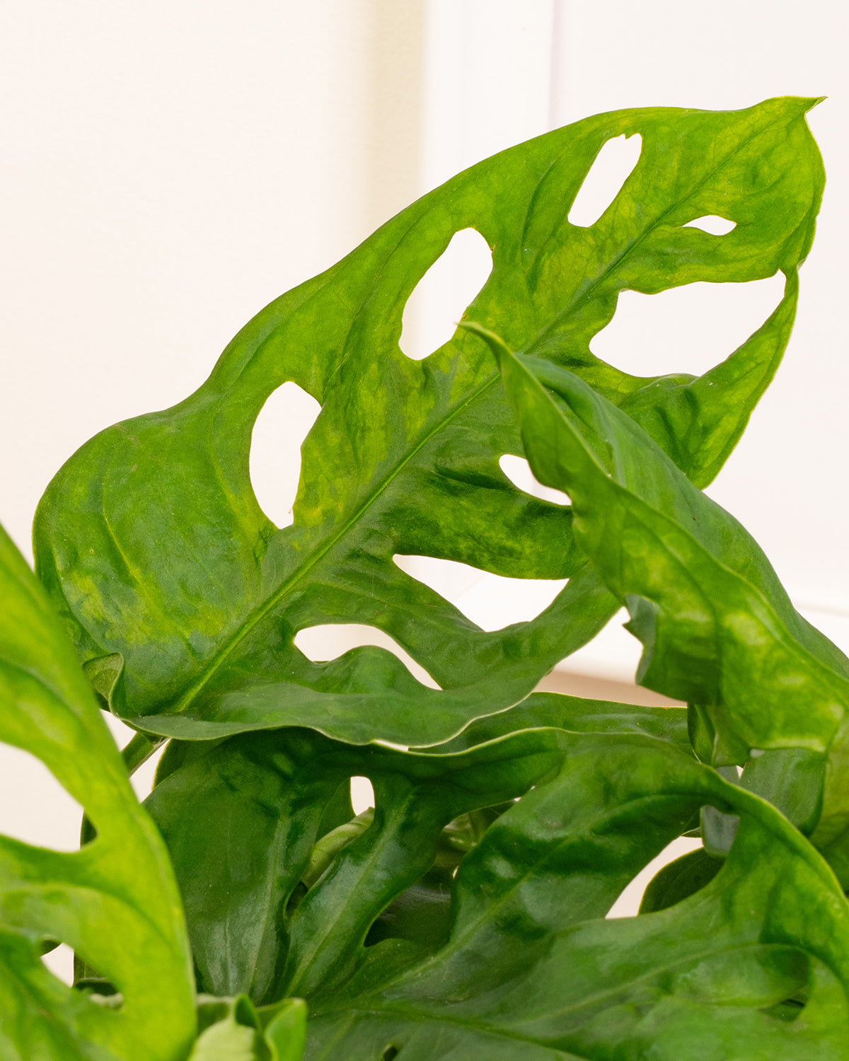 Window-Leaf Monstera Plant