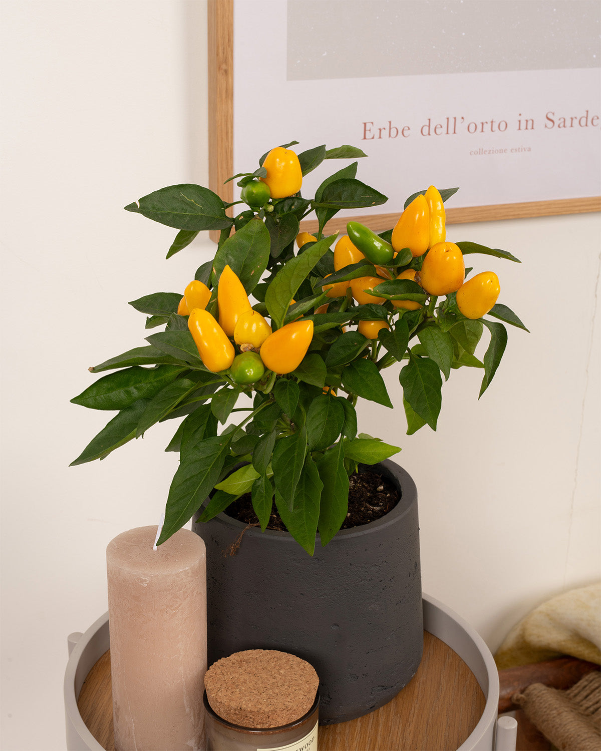 Yellow Pepper Plant