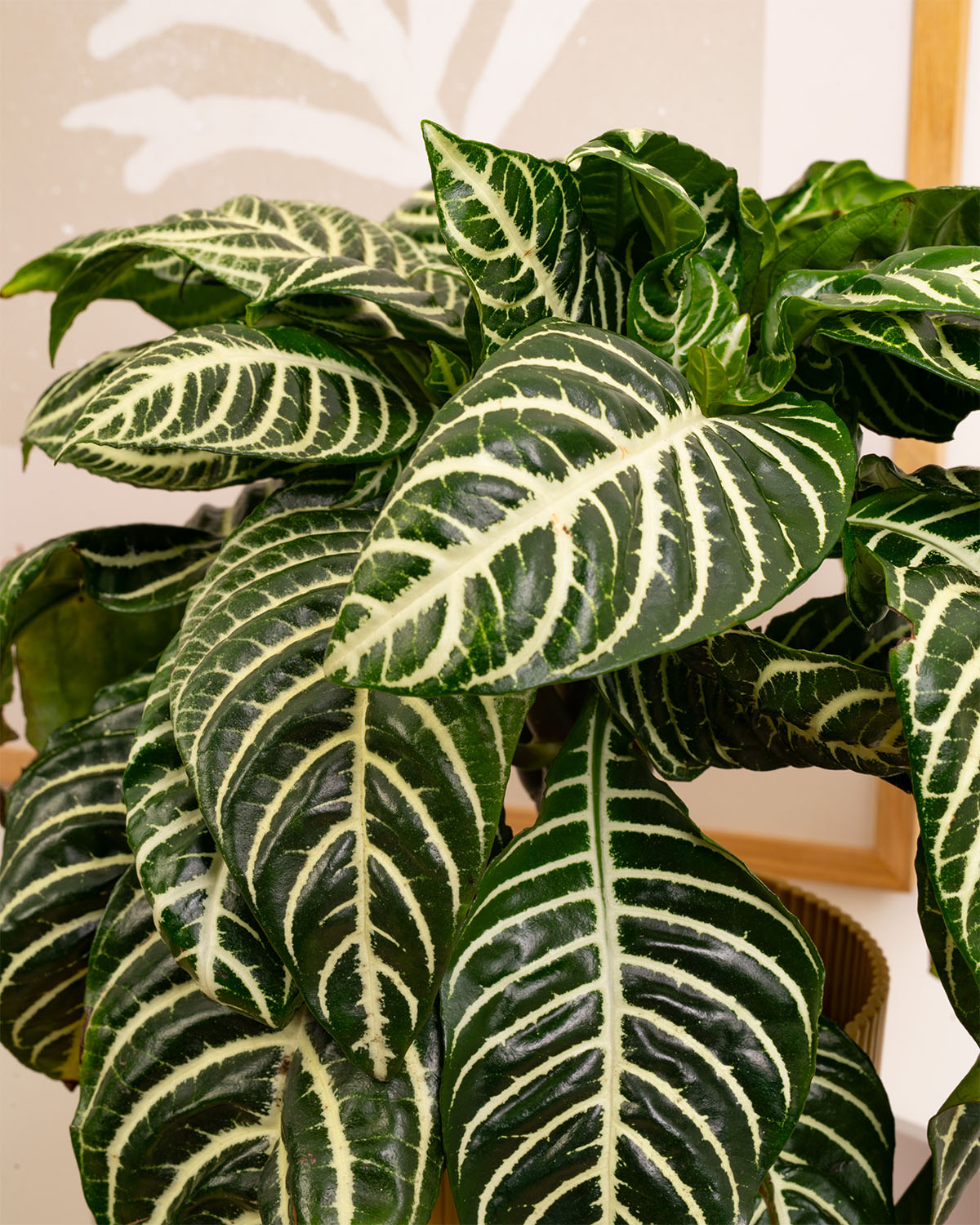 Zebra Plant