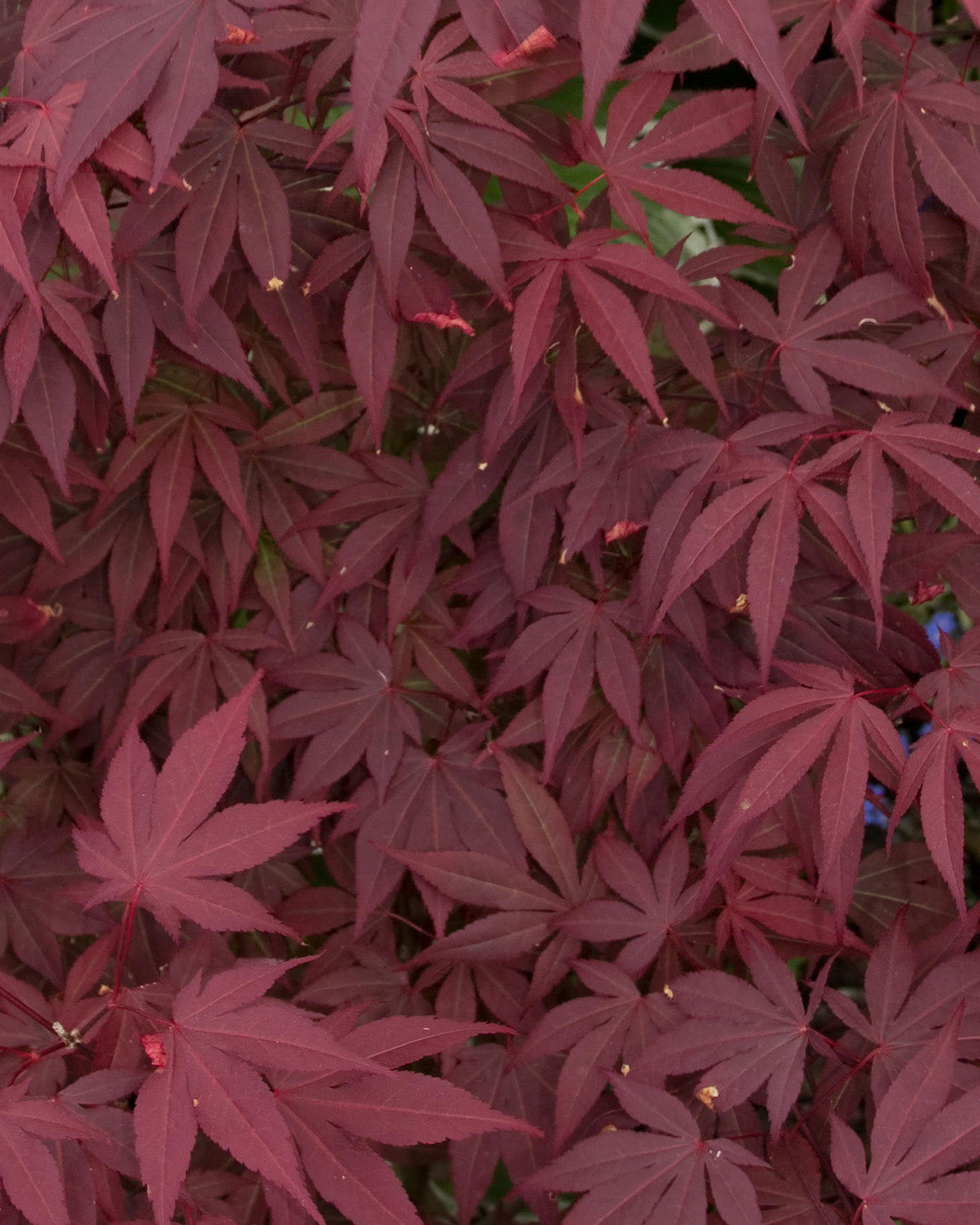 Purple Maple Patio Tree