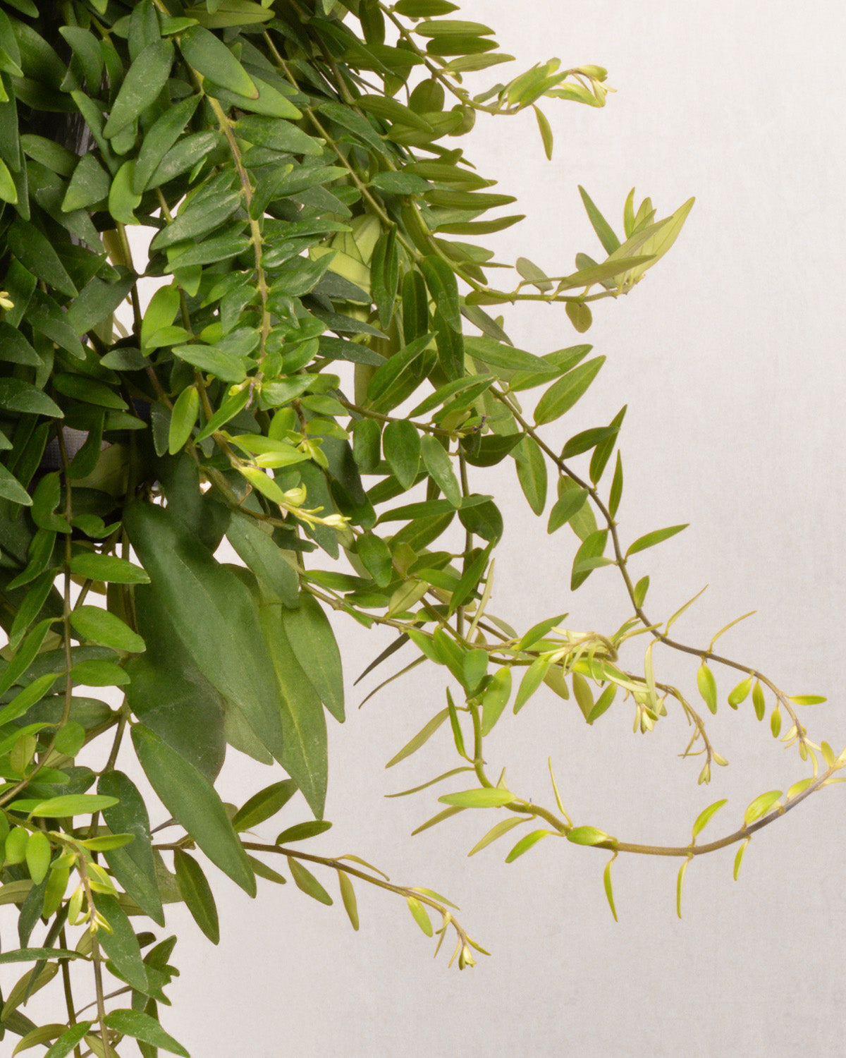 Lipstick Plant