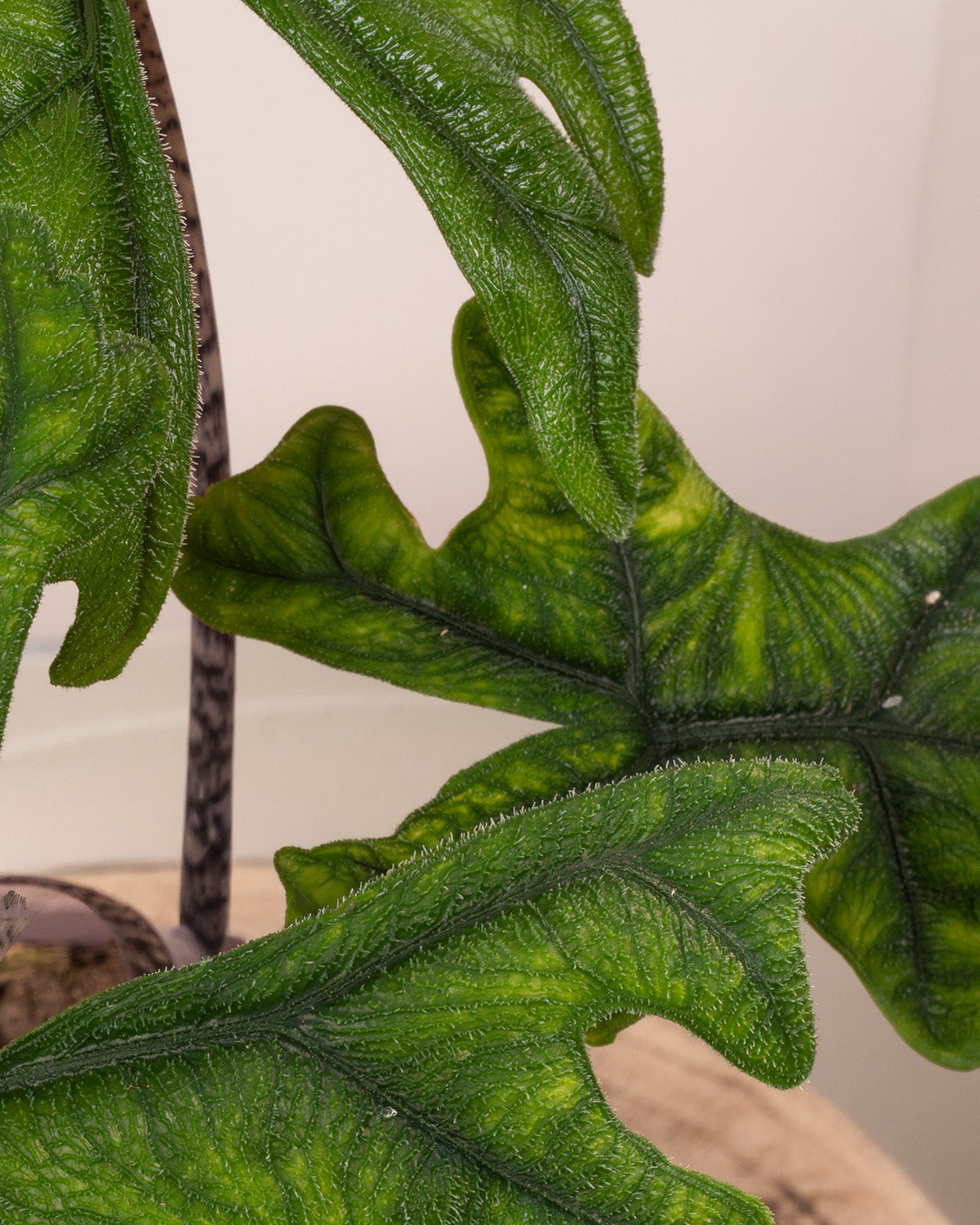 Jacklyn Elephant Ear