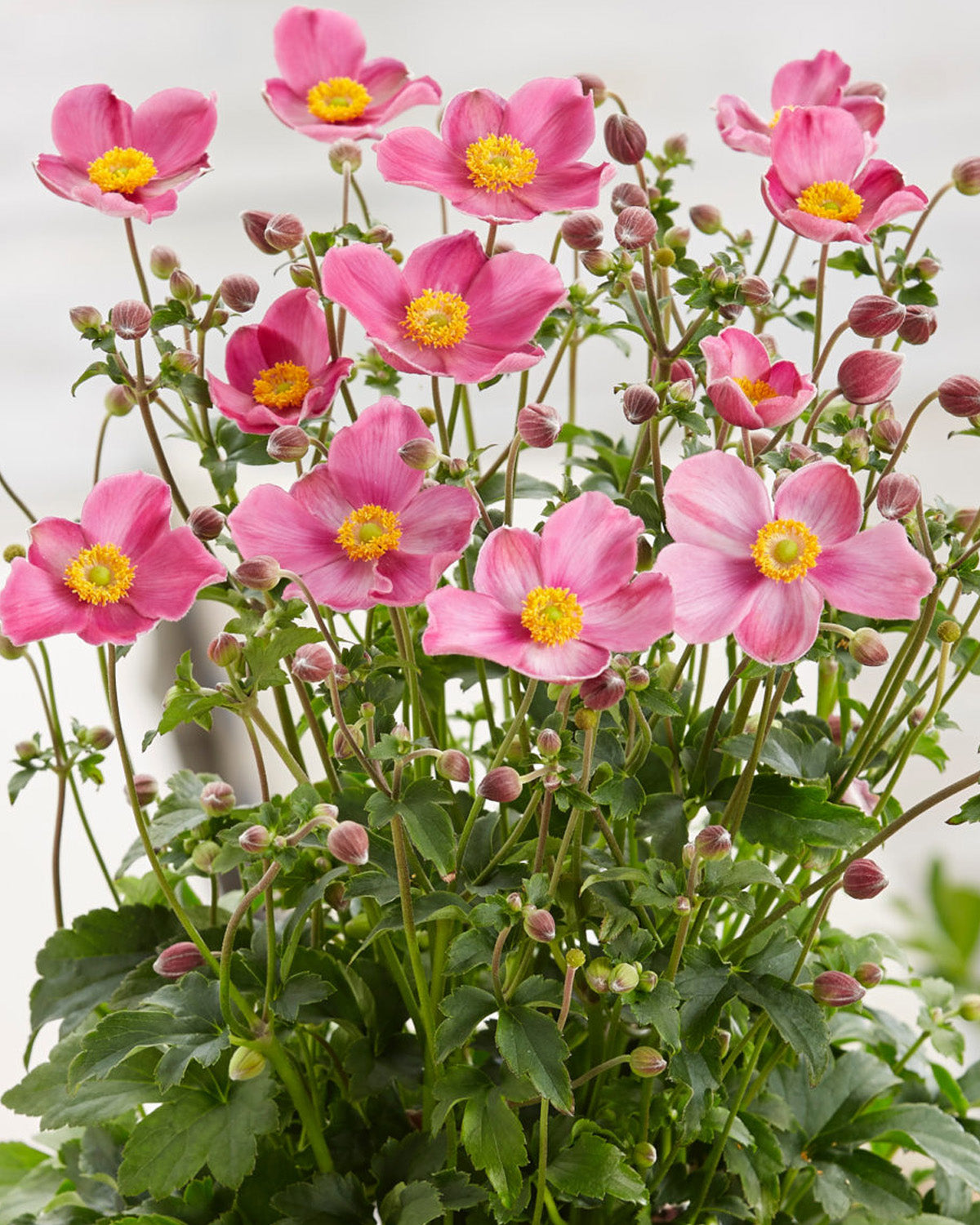 Japanese Anemone