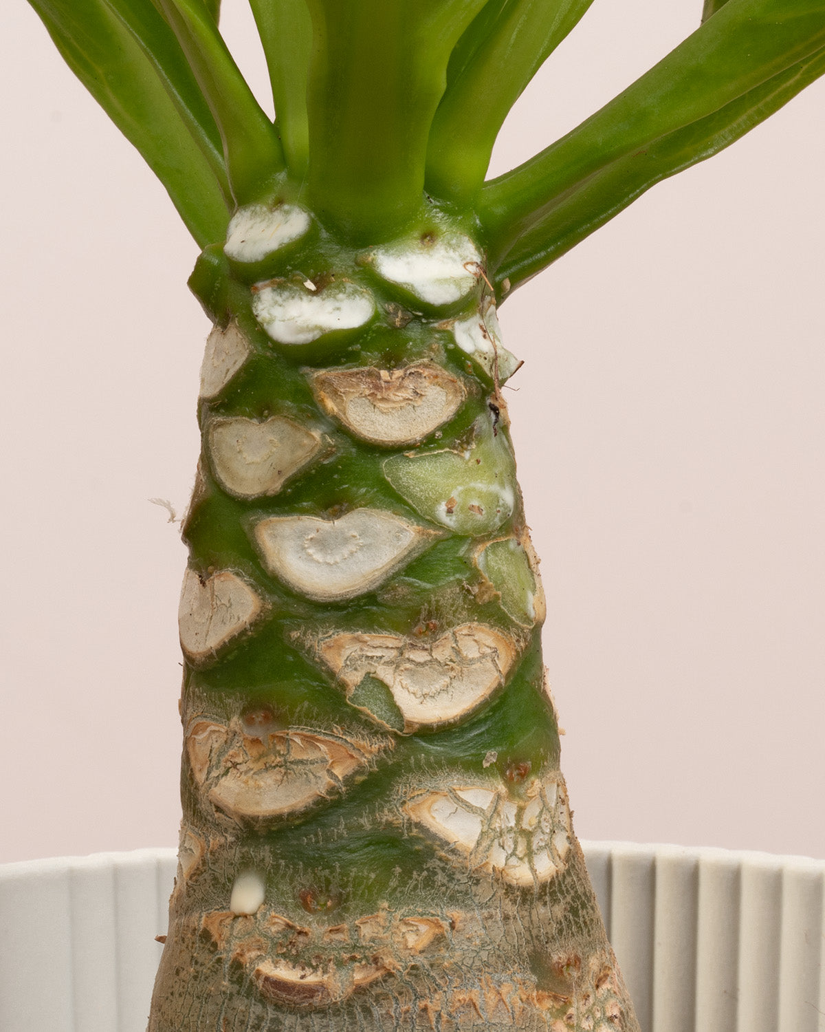 Hawaiian Palm