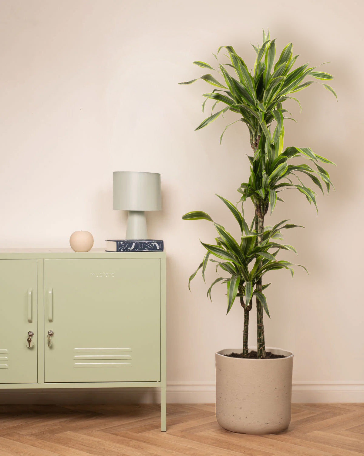 Lemon & Lime Dragon Tree