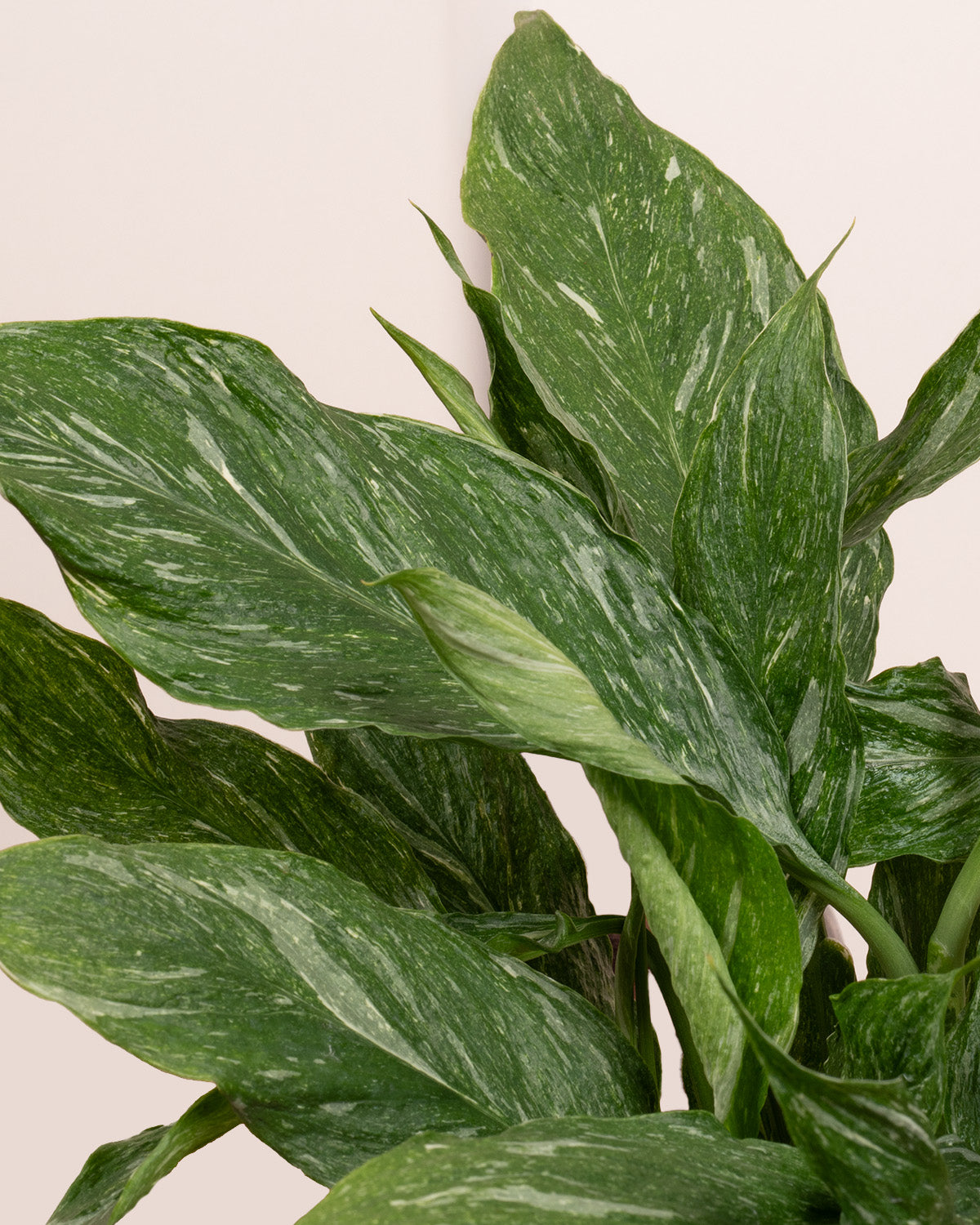 Diamond Peace Lily