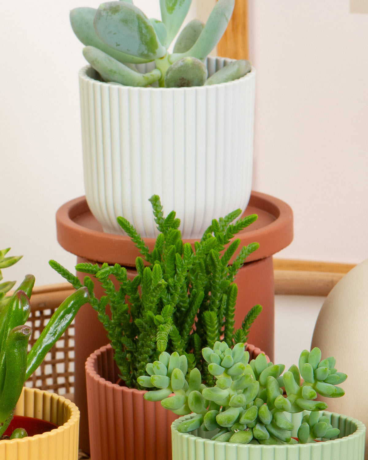 Succulent Mix