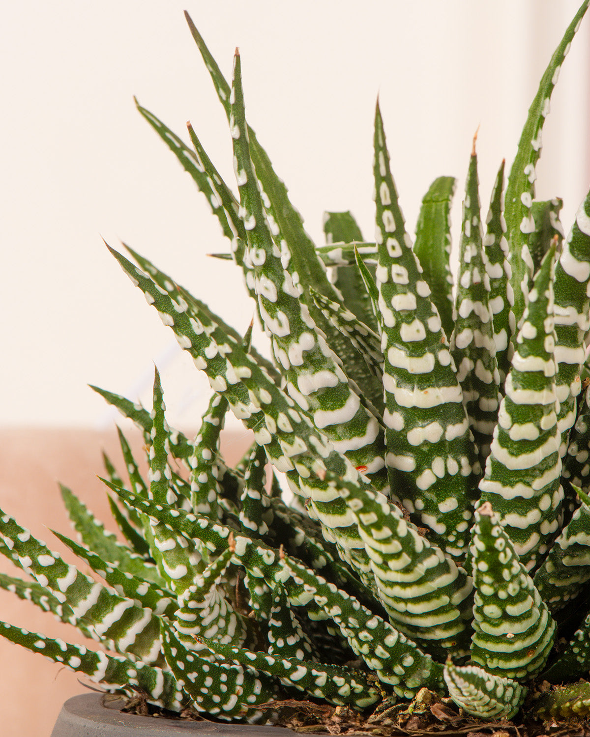 Big Band Plant