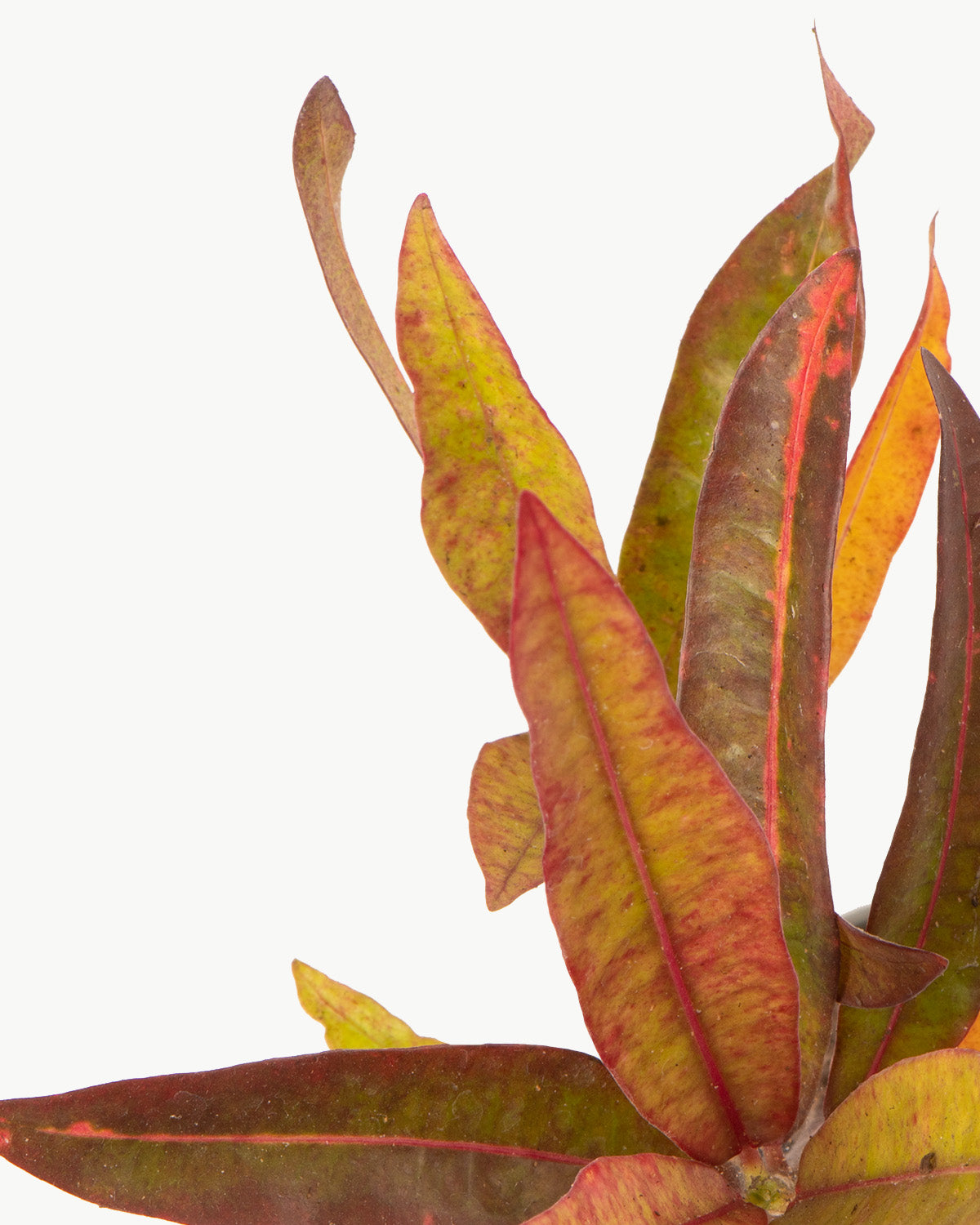 Lil' Croton
