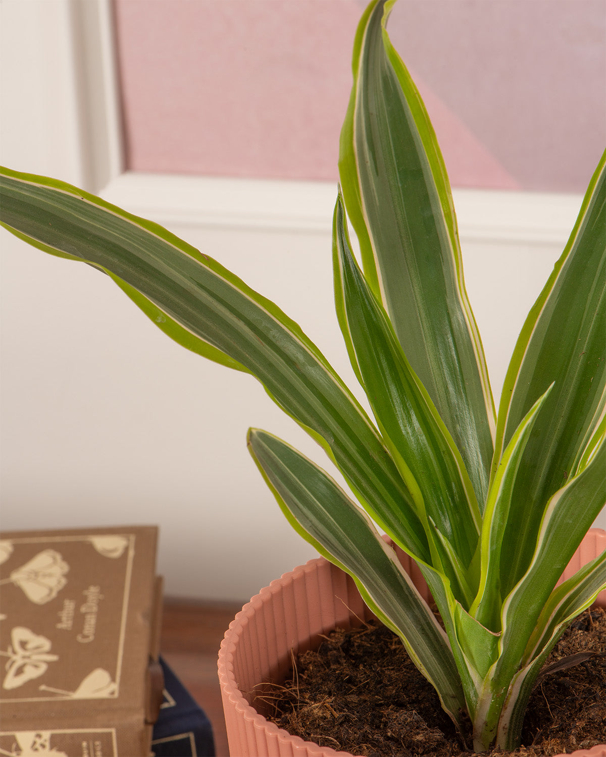 Corn Plant