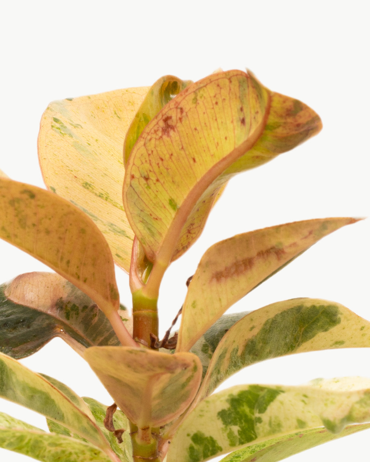 Lil' Elastic Rubber Plant
