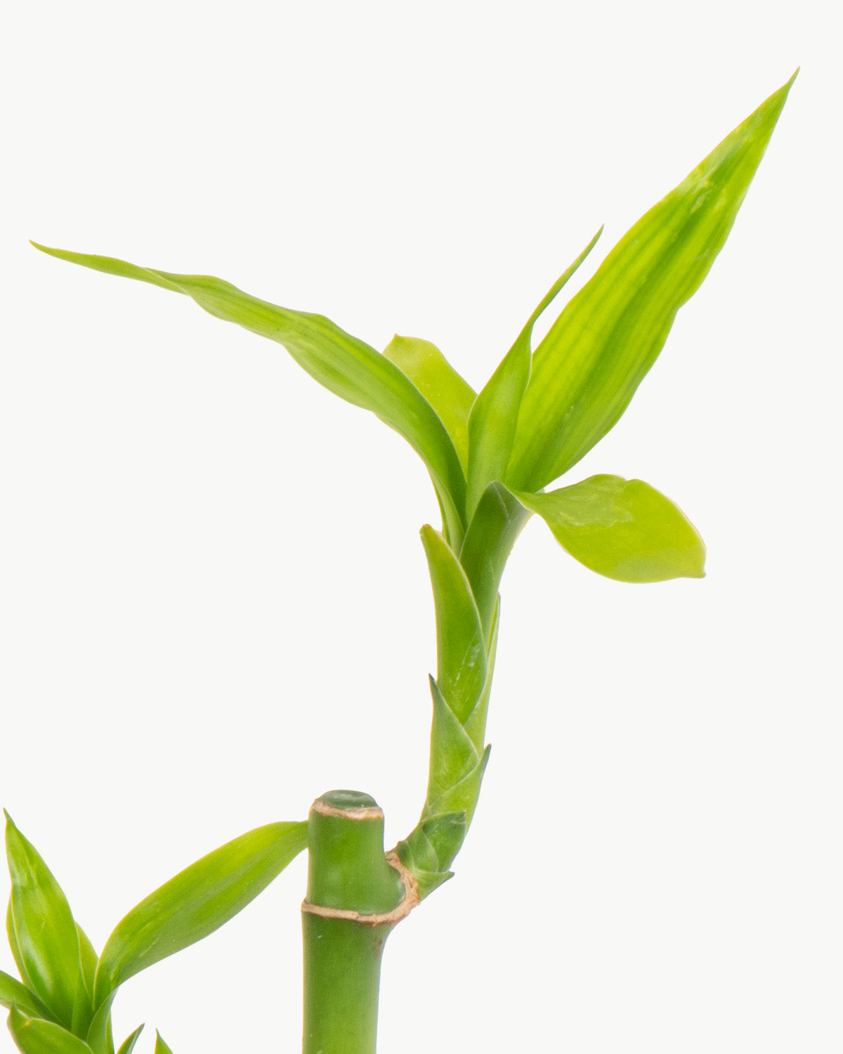 Lil' Lucky Bamboo
