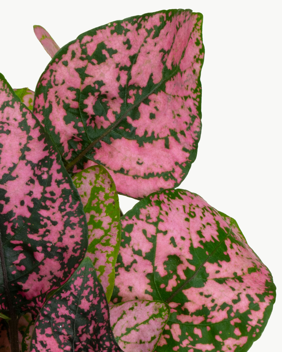 Lil' Pink Polka Dot