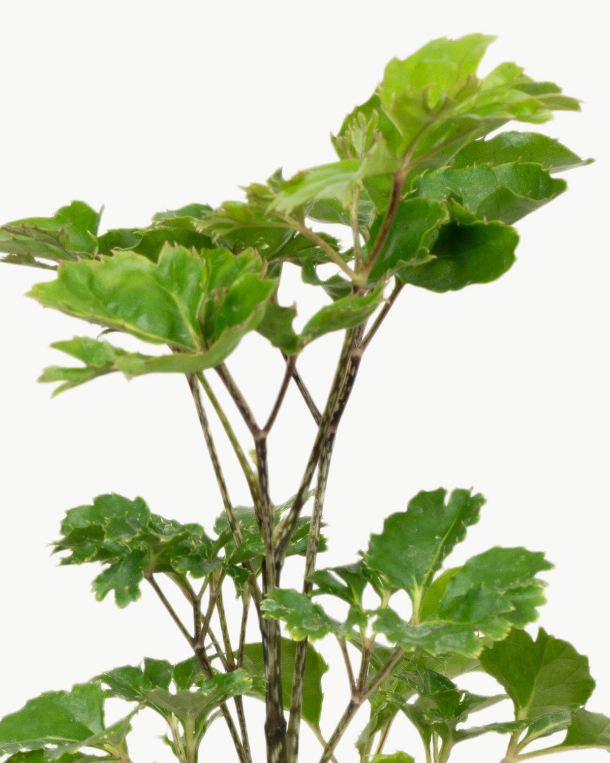 Lil' Shield Plant