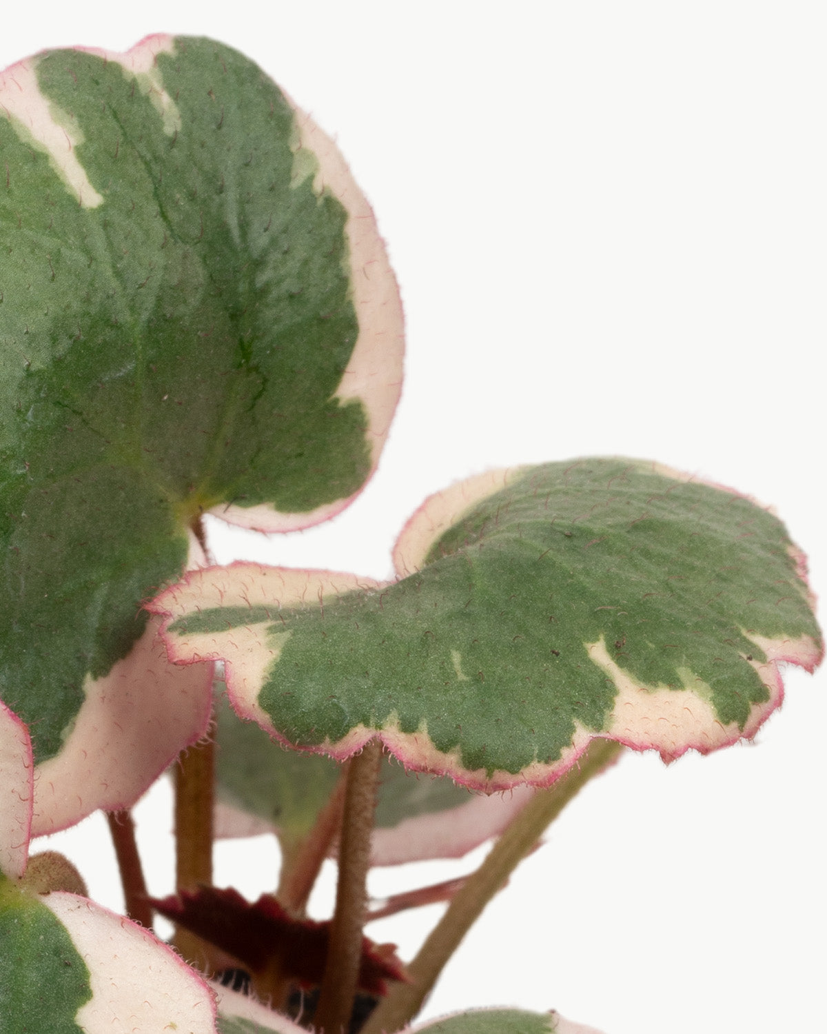 Lil' Strawberry Begonia