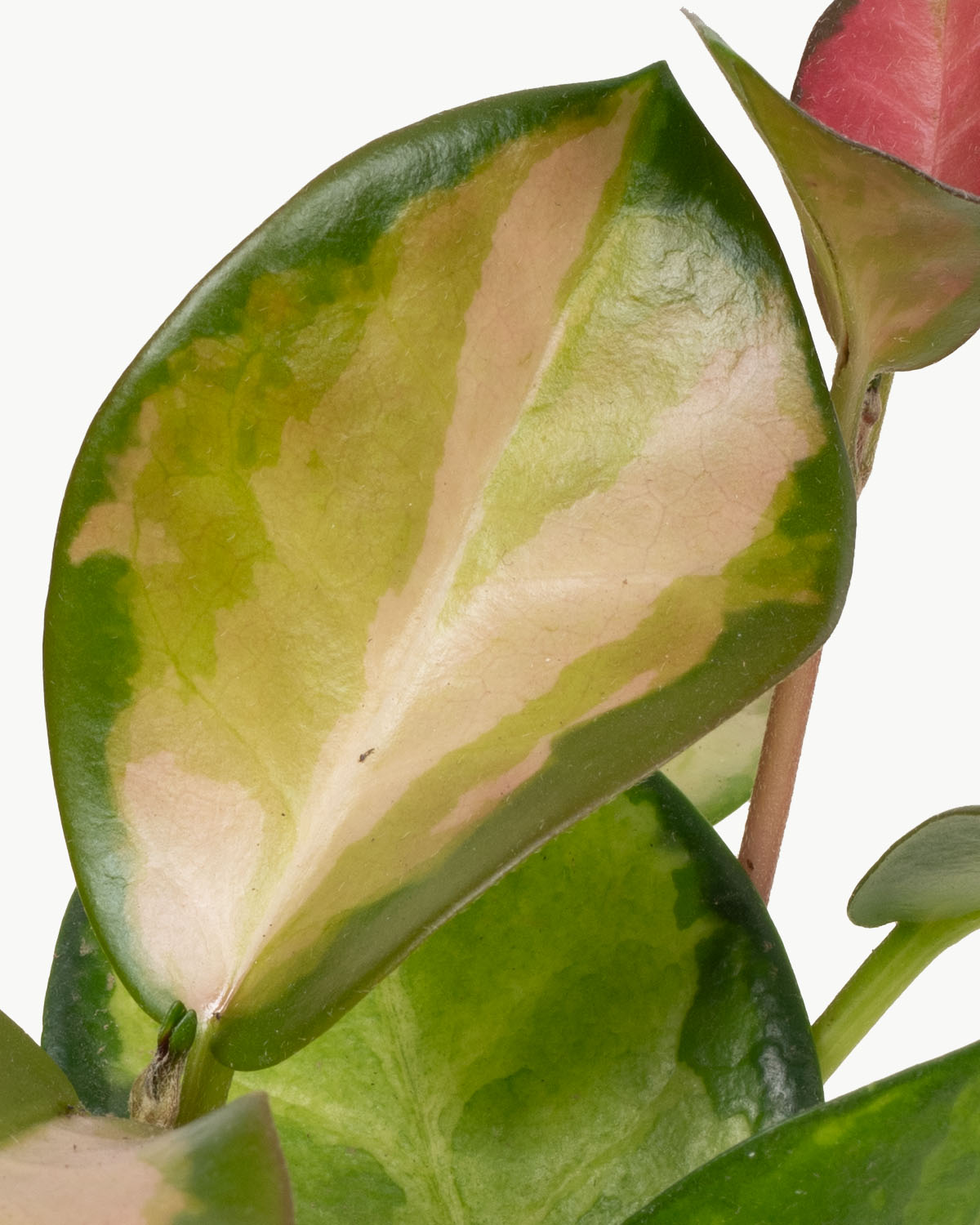 Lil' Tricolour Wax Plant