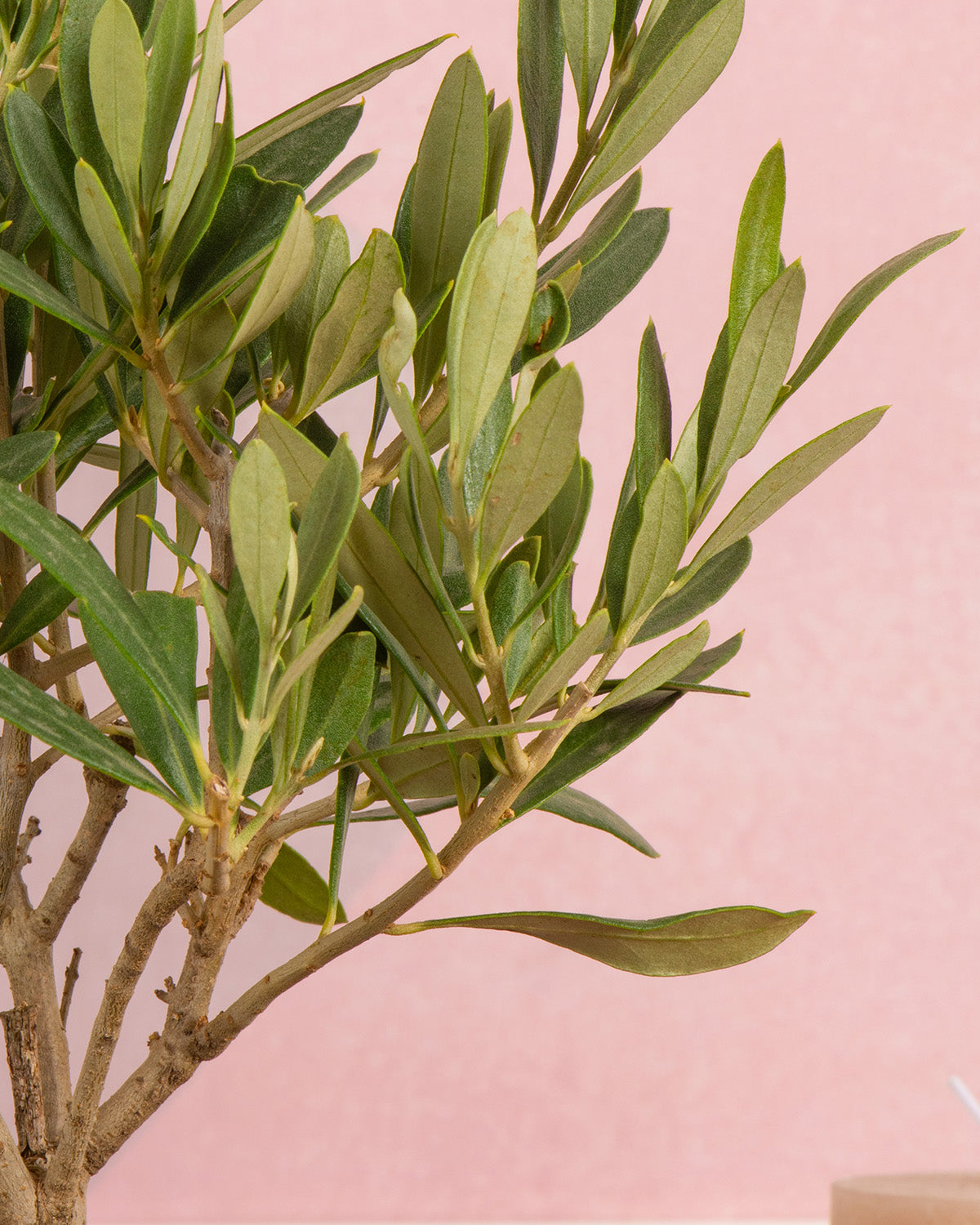 Olive Tree