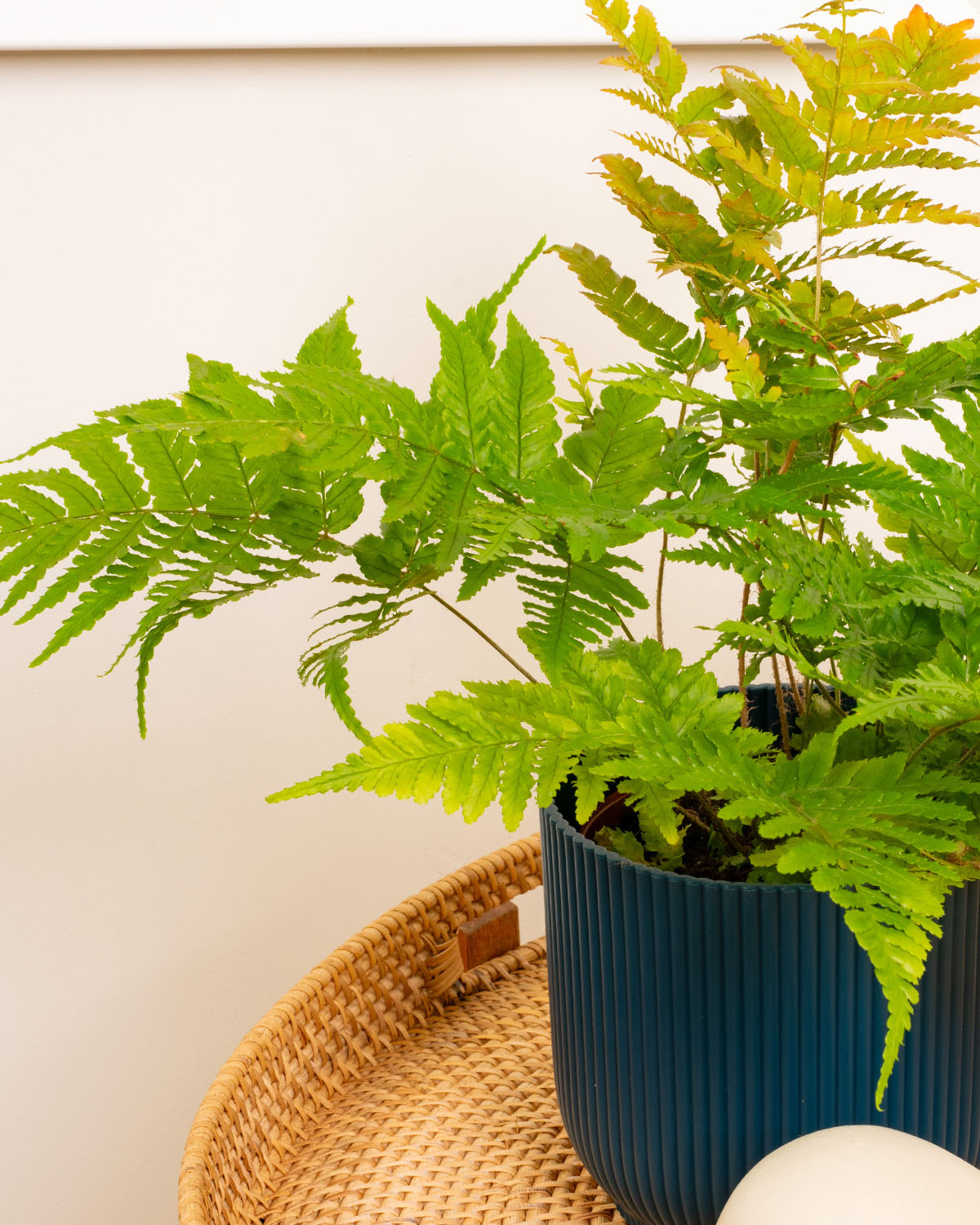 Painted Brake Fern