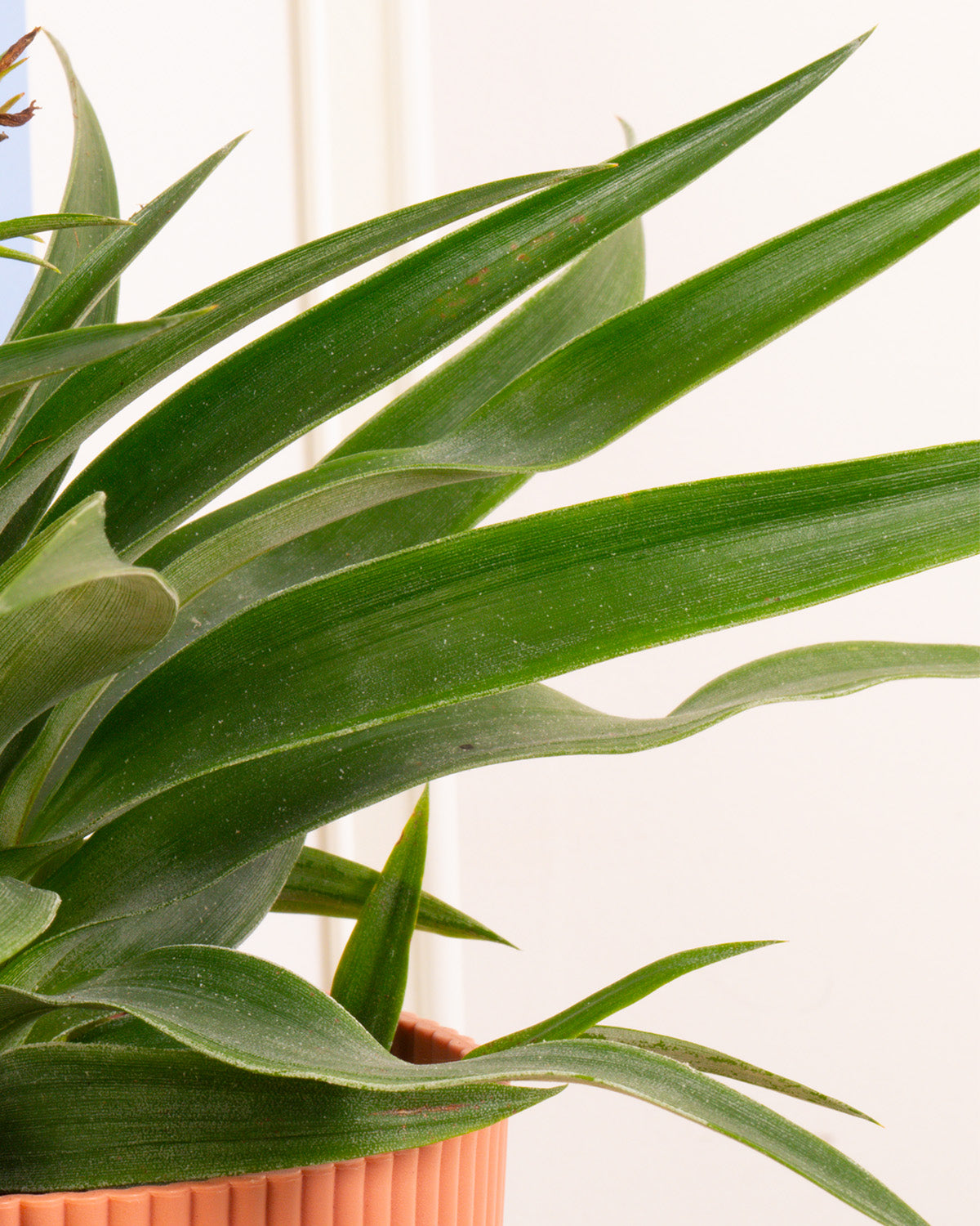 Pineapple Plant