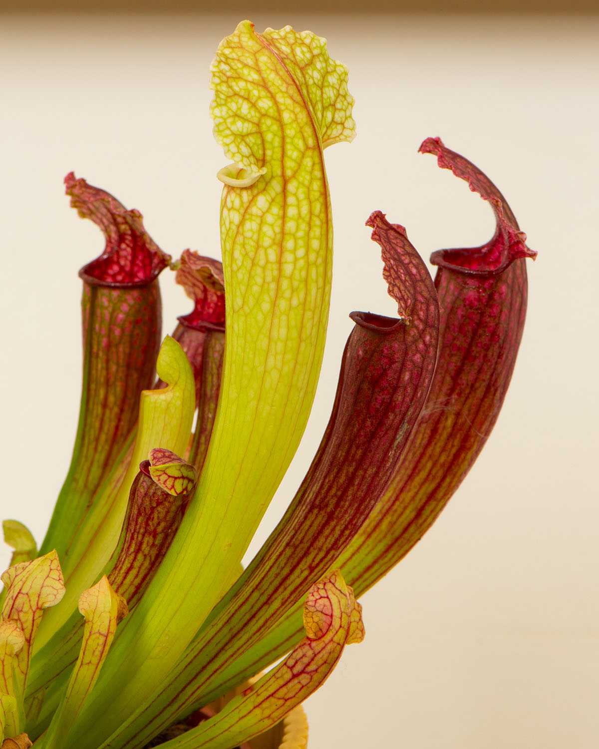 Trumpet Pitcher Plant