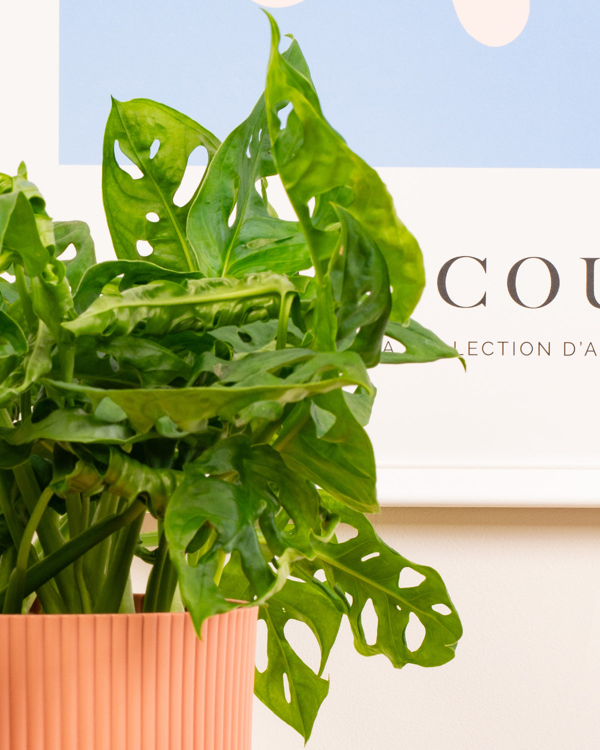 Window-Leaf Monstera Plant