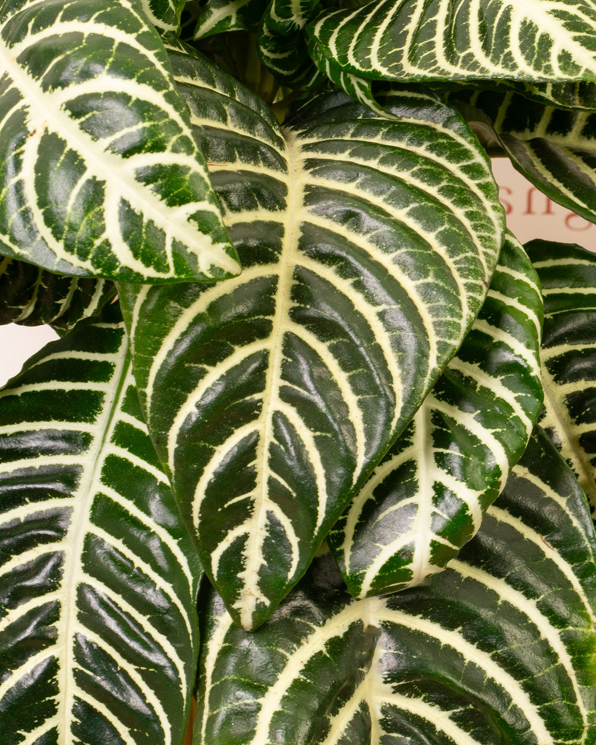 Zebra Plant
