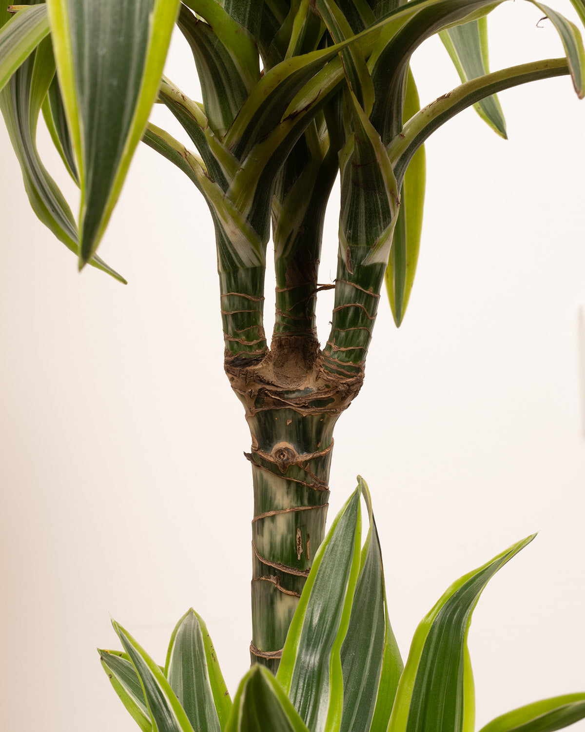 Lemon & Lime Dragon Tree