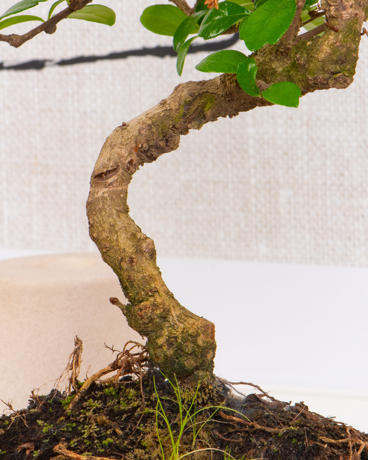 Chinese Elm Bonsai