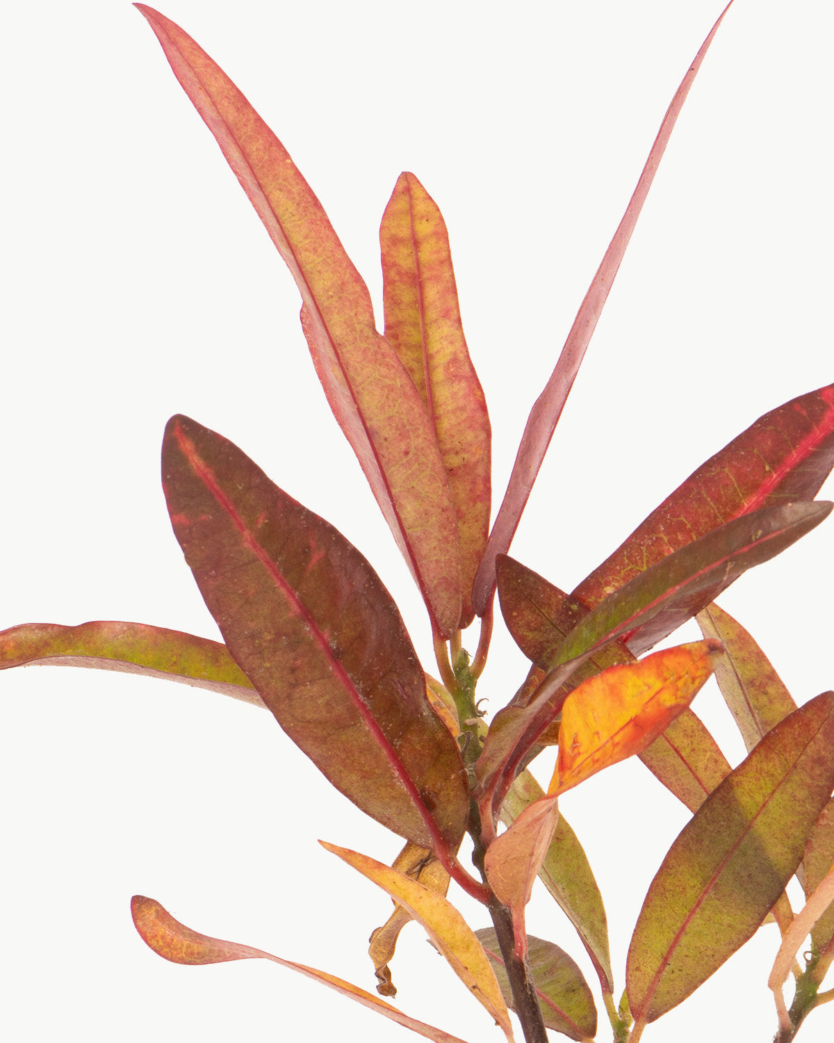 Lil' Croton