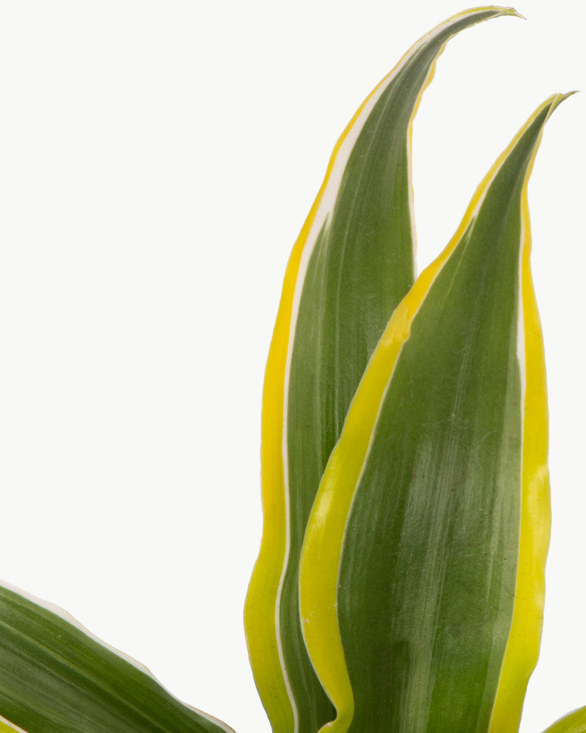 Lil' Dragon Lemon Lime