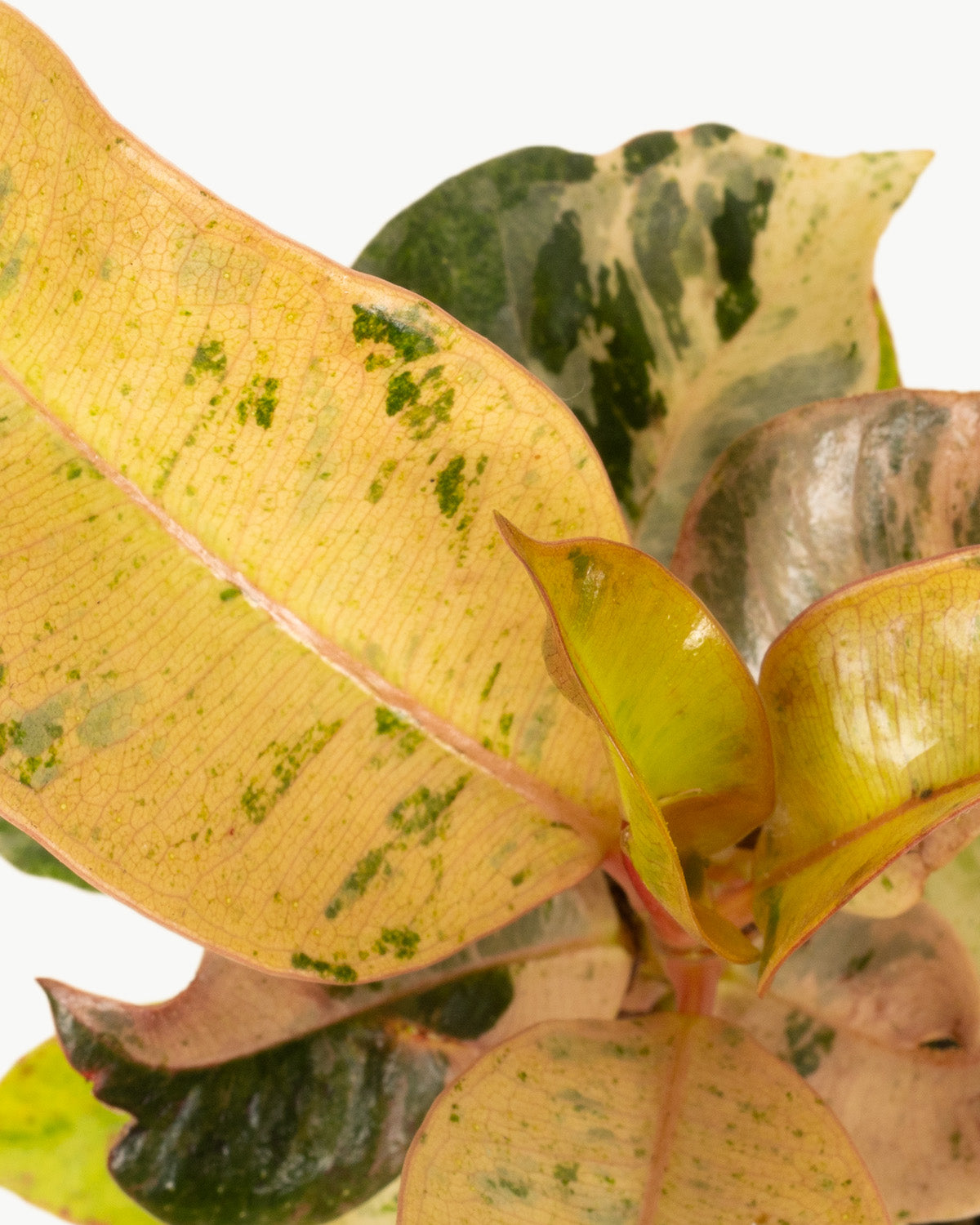 Lil' Elastic Rubber Plant