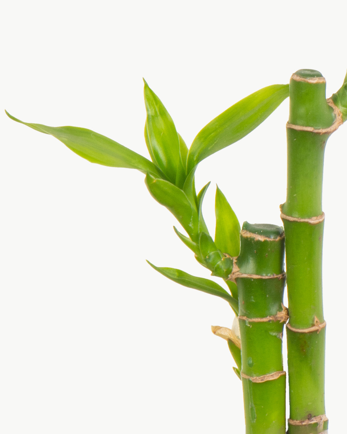 Lil' Lucky Bamboo