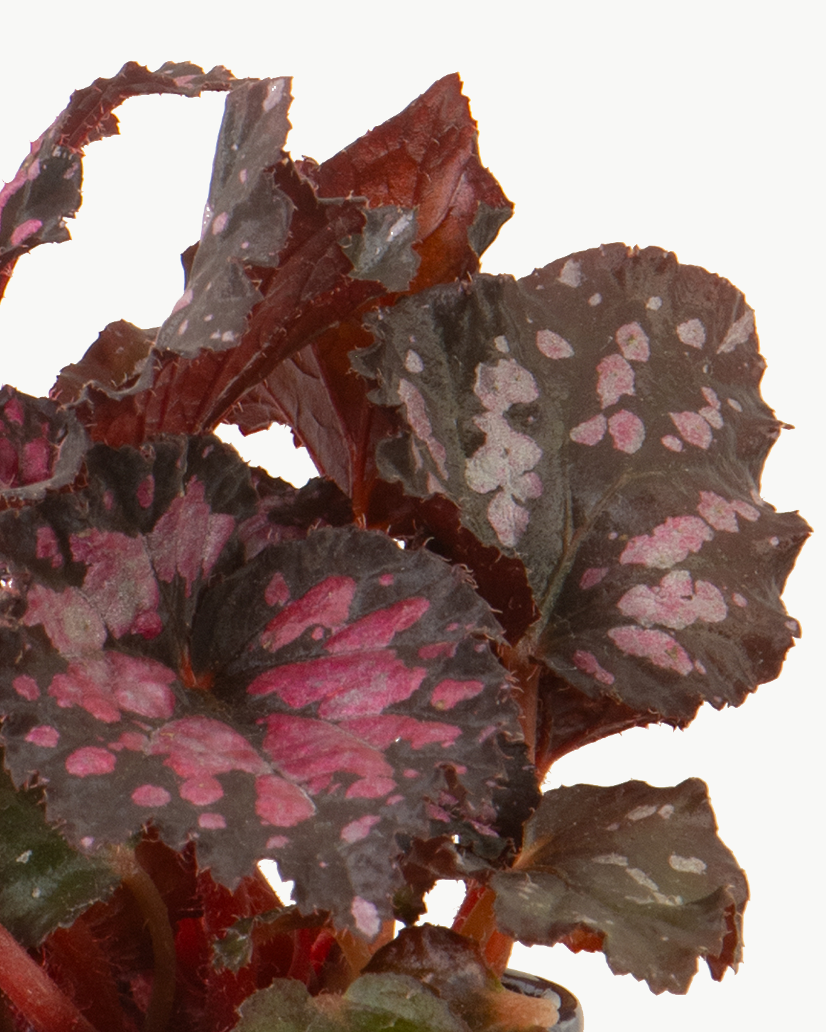 Lil' Painted Leaf Begonia