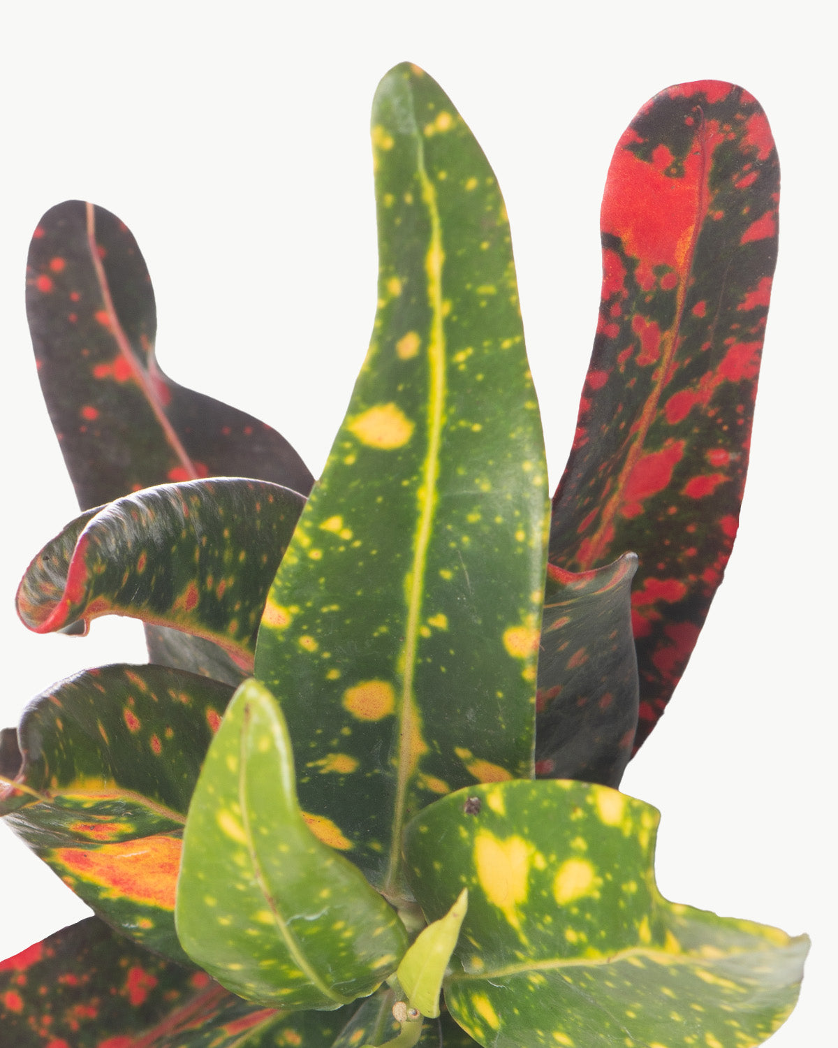Lil' Red Banana Croton