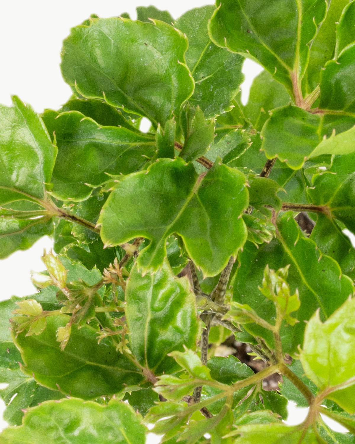 Lil' Shield Plant