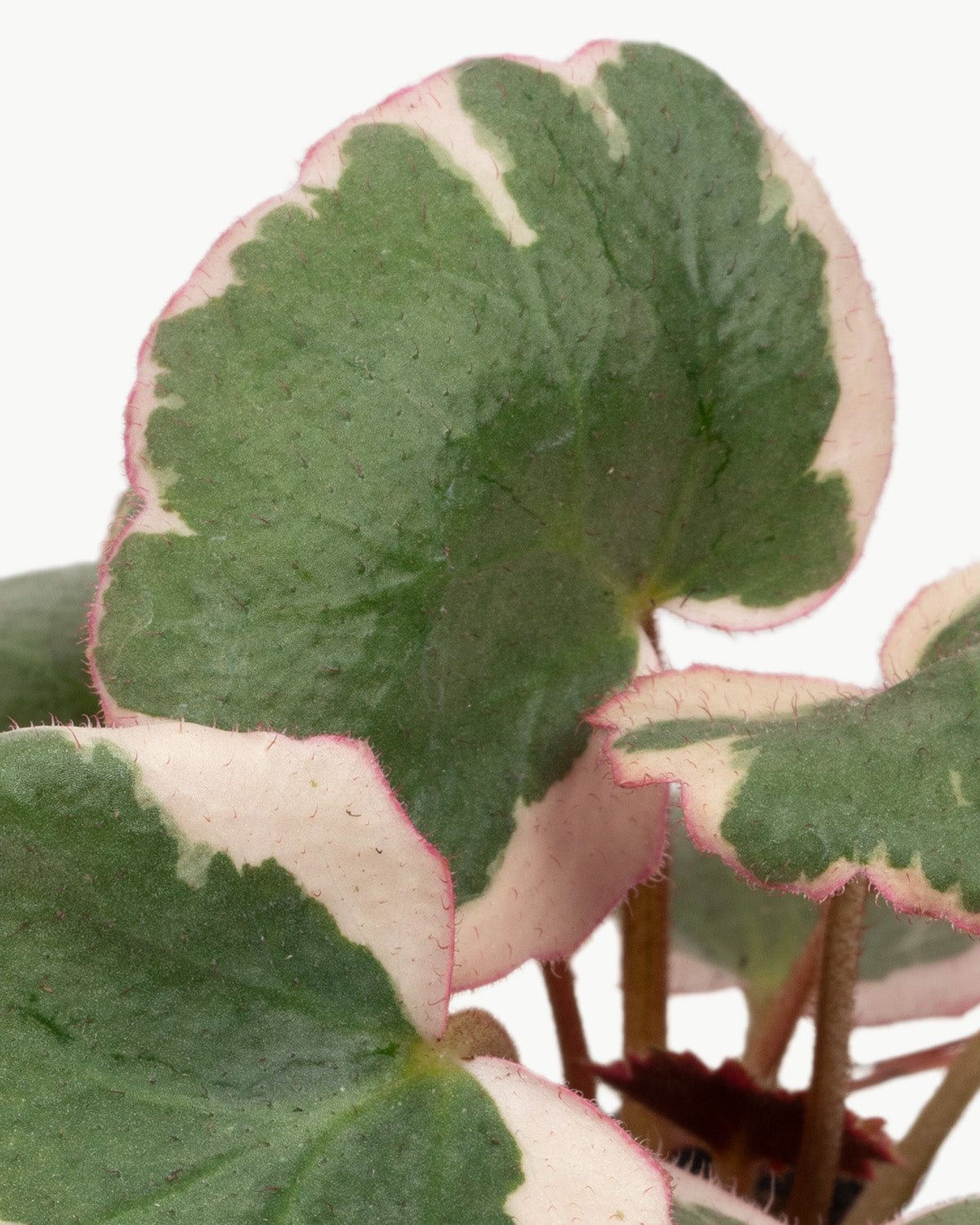 Lil' Strawberry Begonia