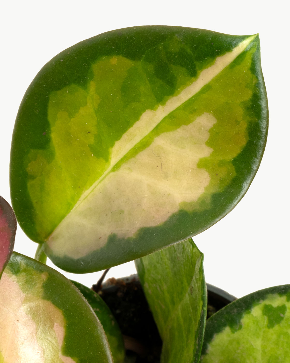 Lil' Tricolour Wax Plant