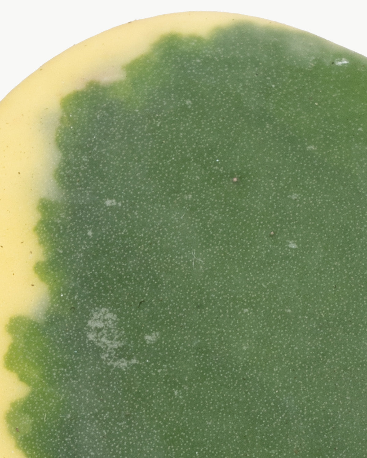 Lil' Variegated Hoya