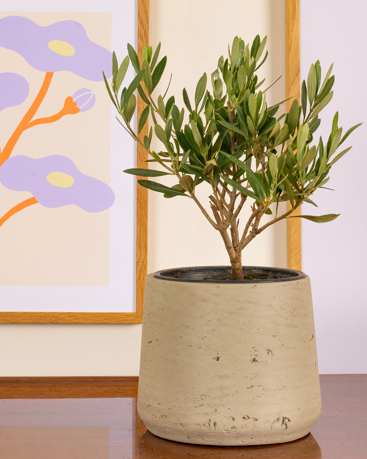 Olive Tree