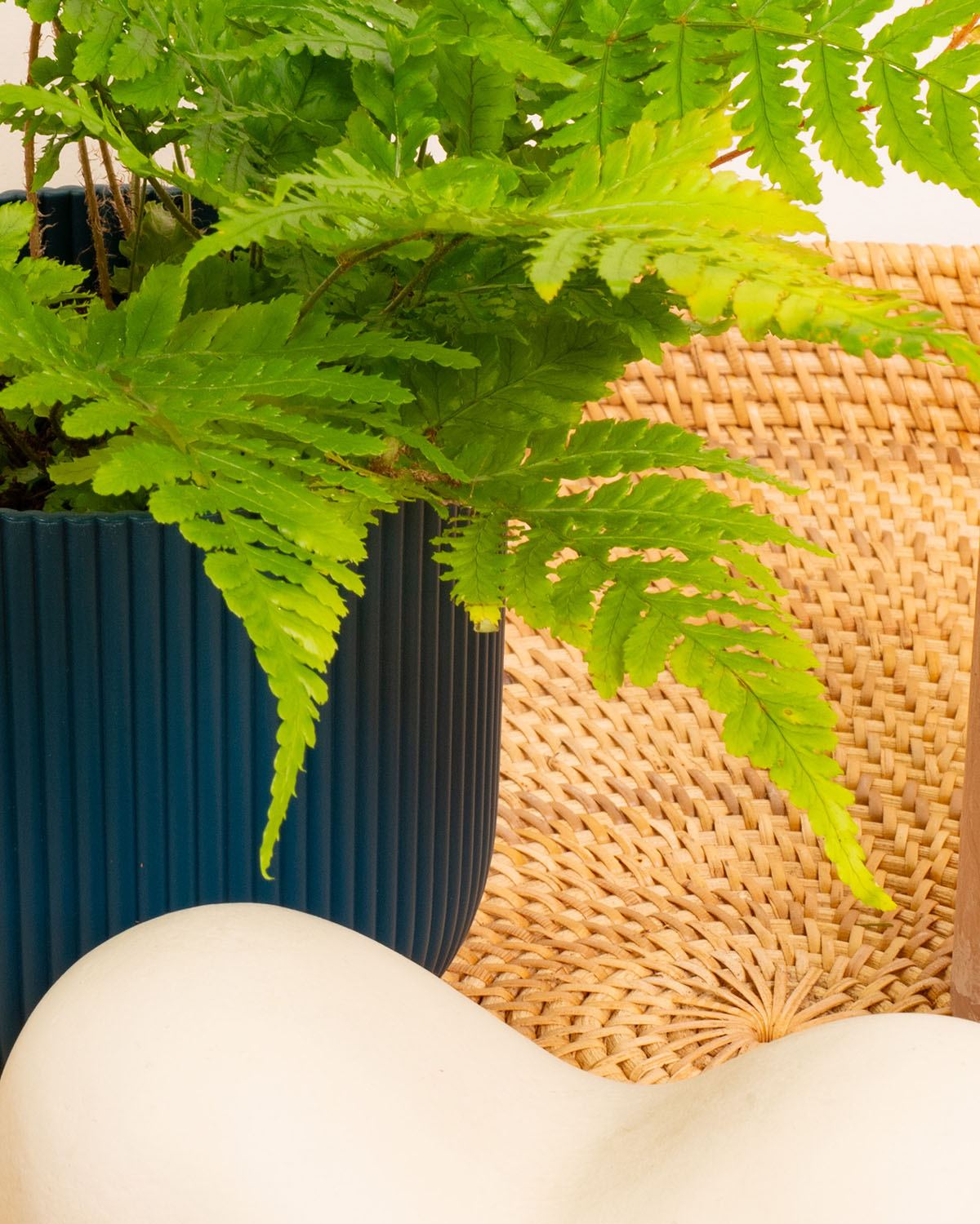 Painted Brake Fern