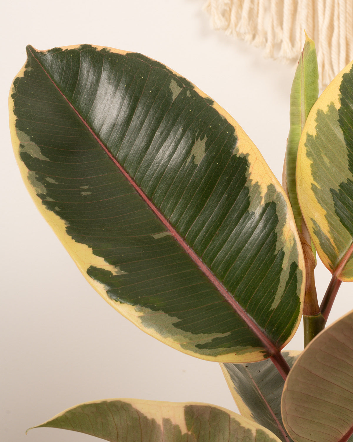 Tineke Rubber Plant