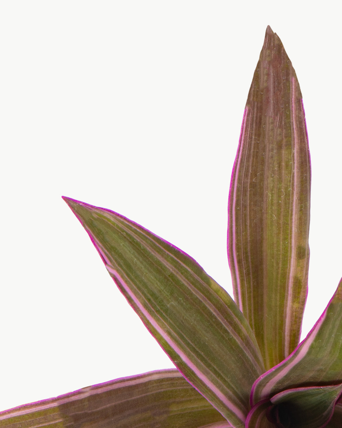 Lil' Oyster Plant